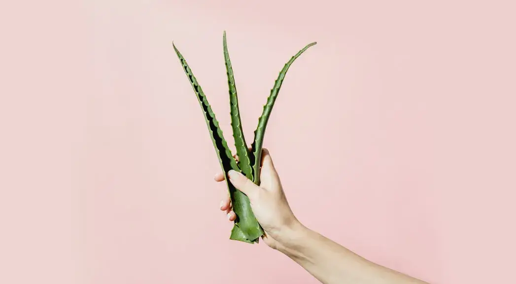 I Used 100% Aloe Vera as a Moisturizer For a Week and Here’s What Happened to My Skin Illustrations